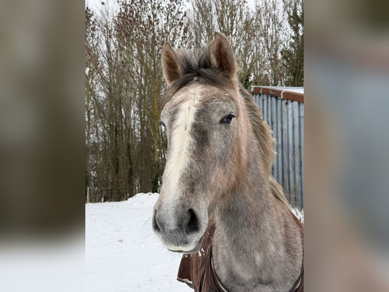 Selle Français Jument 2 Ans 165 cm Gris in Villers le Temple