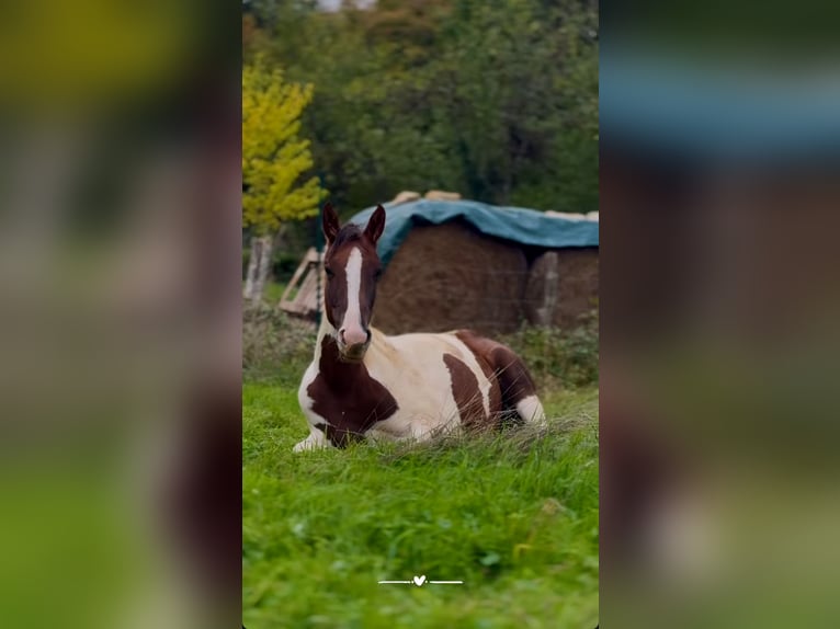 Selle Français Jument 2 Ans 165 cm Tobiano-toutes couleurs in Chaumont