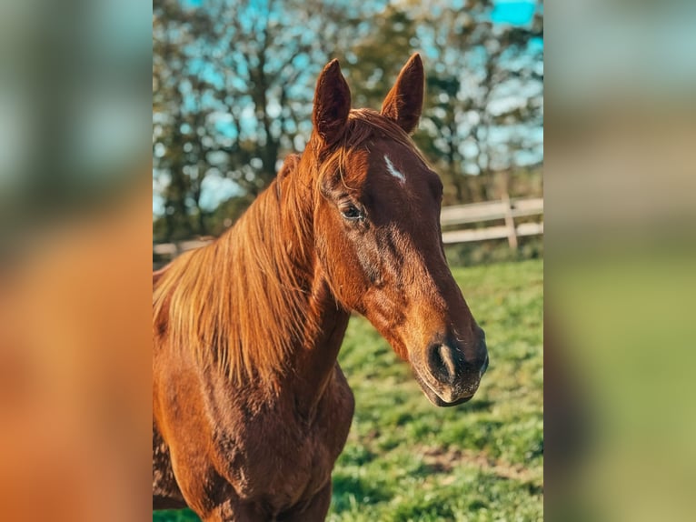 Selle Français Jument 2 Ans 170 cm Alezan in Volesvres