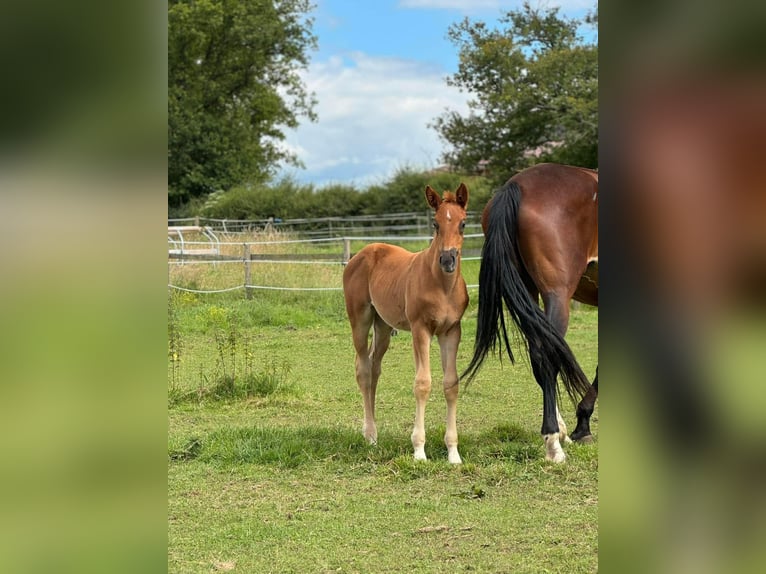 Selle Français Jument 2 Ans 170 cm Alezan in Volesvres
