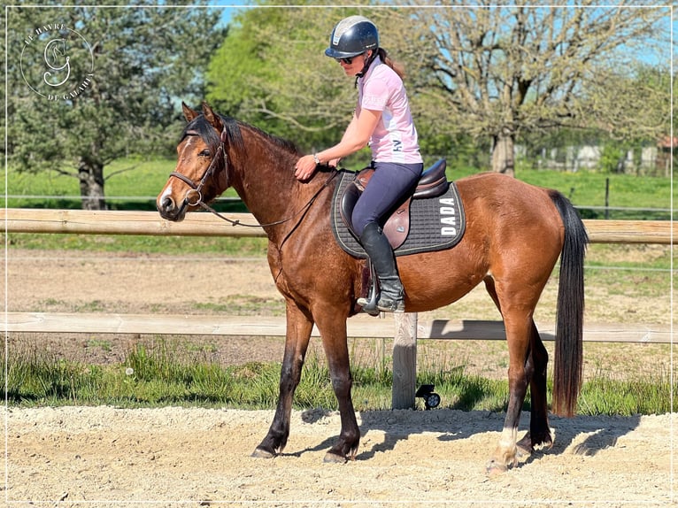 Selle Français Jument 3 Ans 148 cm Bai in Beny
