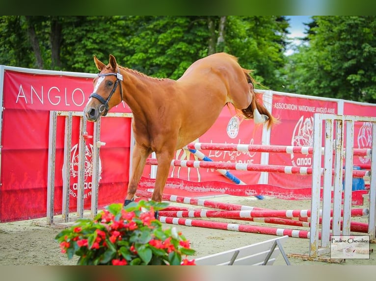 Selle Français Jument 3 Ans 162 cm Alezan in Saint-Auvent