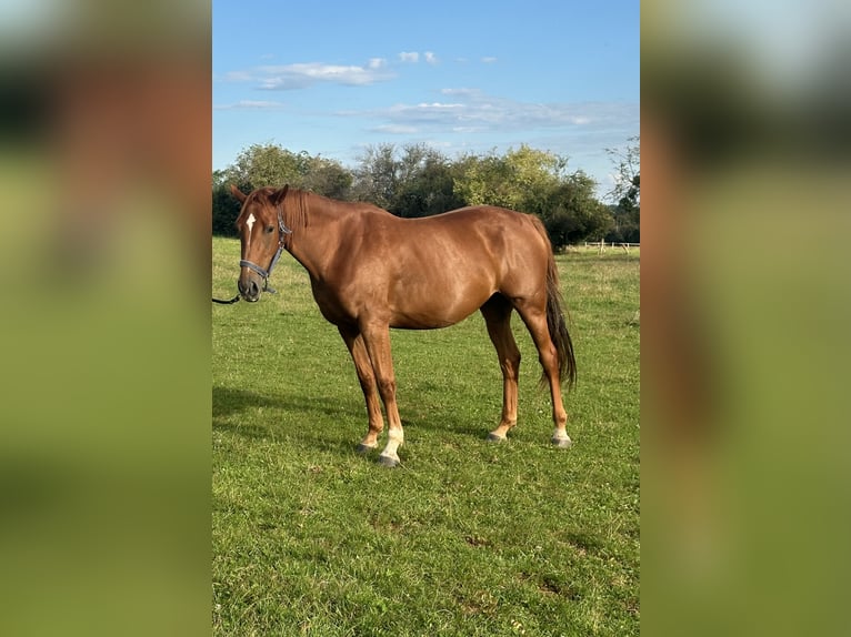 Selle Français Jument 3 Ans 164 cm Alezan cuivré in Quincey