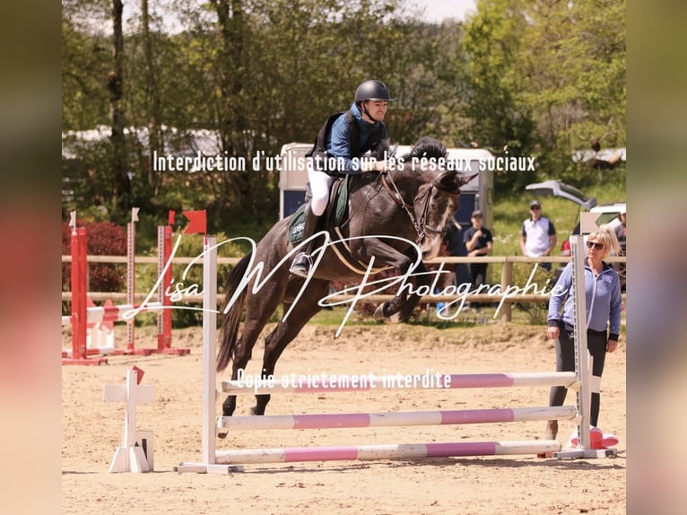 Selle Français Jument 3 Ans 165 cm Gris in Dole