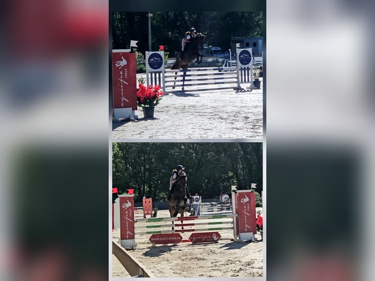 Selle Français Jument 4 Ans 157 cm Bai in Charleval