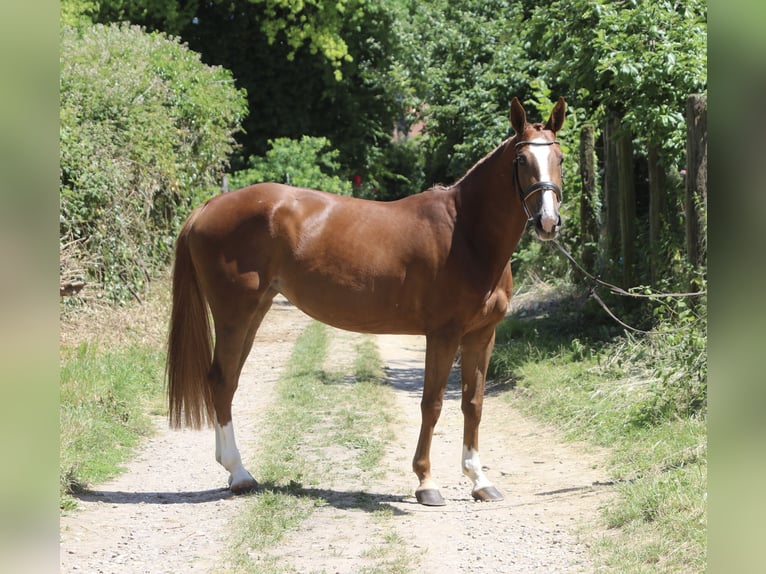 Selle Français Jument 4 Ans 162 cm Alezan in Hatten