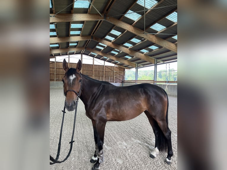 Selle Français Jument 4 Ans 162 cm Bai brun in Merkwiller-Pechelbronn