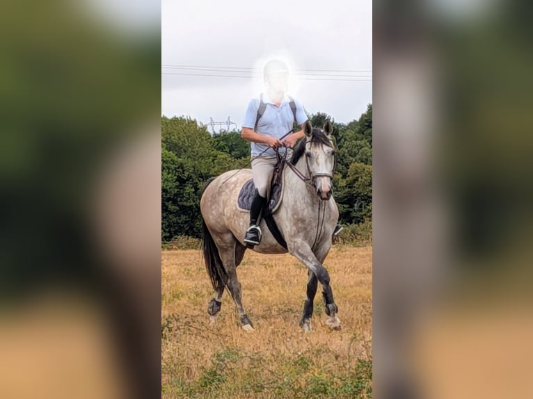 Selle Français Jument 4 Ans 162 cm Gris in Savenay