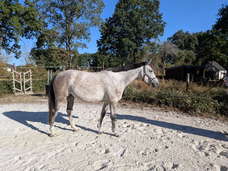 Selle Français Jument 4 Ans 162 cm Gris in Savenay