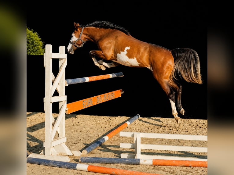 Selle Français Jument 4 Ans 164 cm  in Saône et Loire