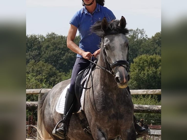 Selle Français Jument 4 Ans 165 cm Gris in Moisdon-la-Riviere