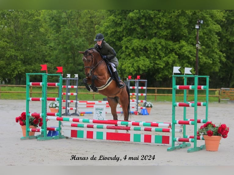 Selle Français Jument 4 Ans 166 cm Bai in Poligny