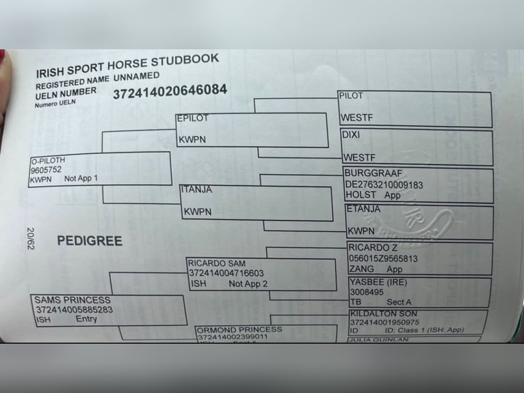 Selle Français Jument 4 Ans 167 cm Alezan in Toulon