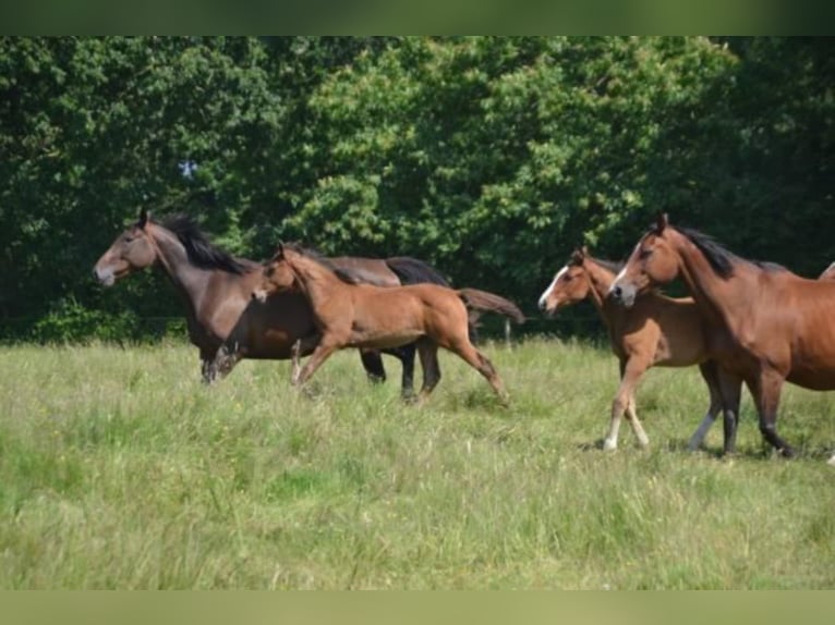 Selle Français Jument 4 Ans Bai in La Chapelle en Juger, Basse-Normandie