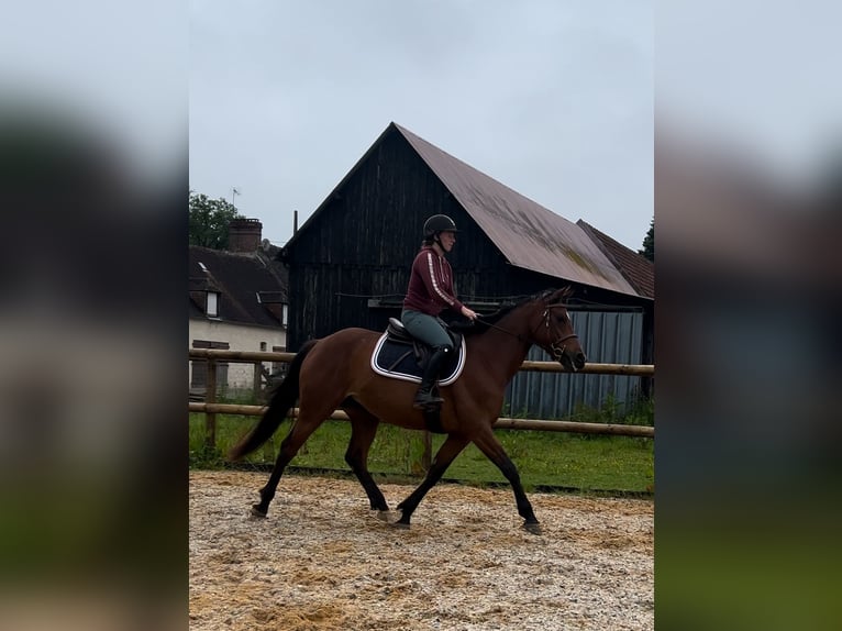 Selle Français Jument 5 Ans 158 cm Bai in Saint-&#xC9;loi-de-Fourques