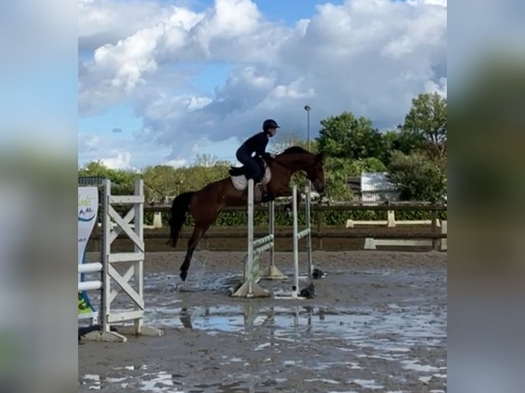 Selle Français Jument 5 Ans 159 cm Bai in Bazouges sur le loir
