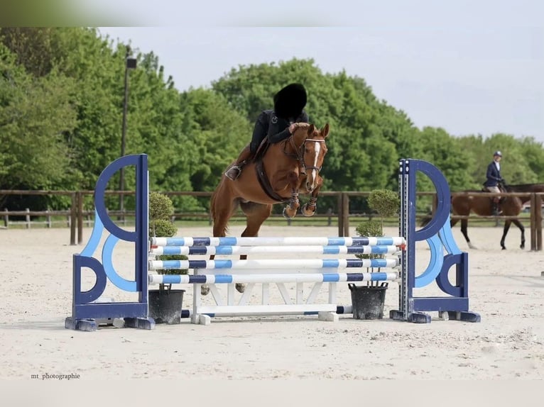 Selle Français Jument 5 Ans 165 cm Alezan in Carentan-les-Marais