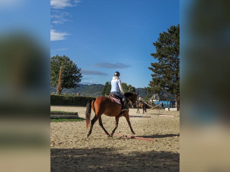 Selle Français Jument 5 Ans 167 cm Bai in Soleymieu