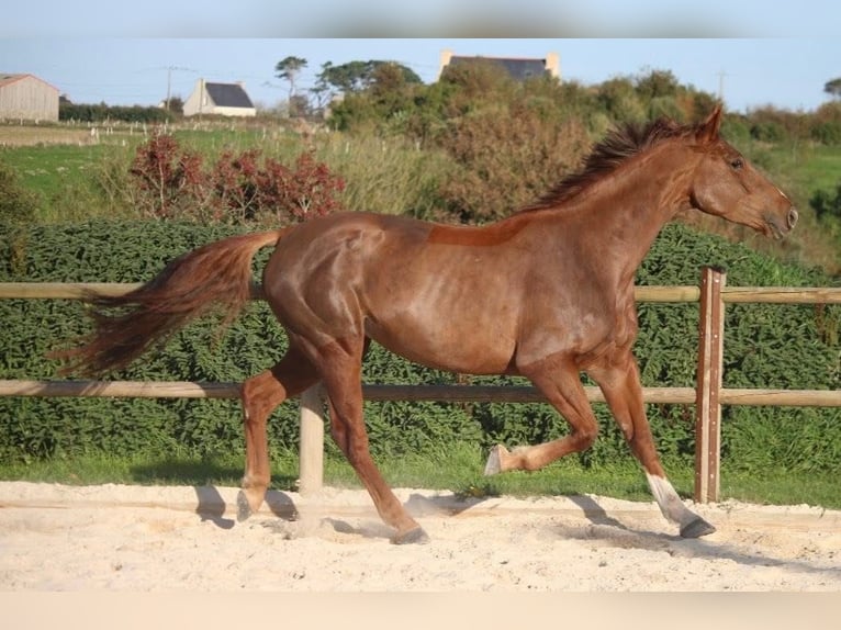 Selle Français Jument 5 Ans 169 cm Alezan in Préchac