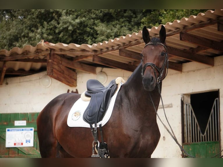 Selle Français Jument 5 Ans 170 cm Bai brun in Mornas