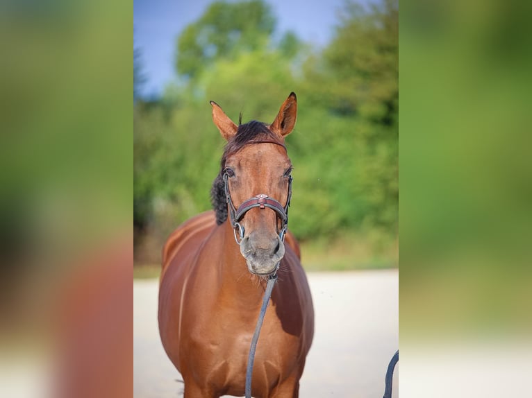 Selle Français Jument 5 Ans 170 cm Bai in Kaulille