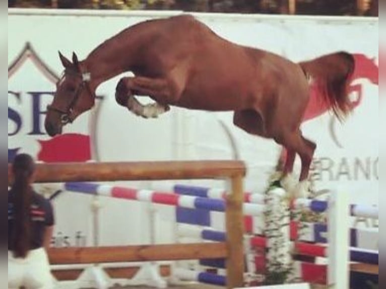 Selle Français Jument 5 Ans 175 cm Alezan in Villeneuve sur Lot