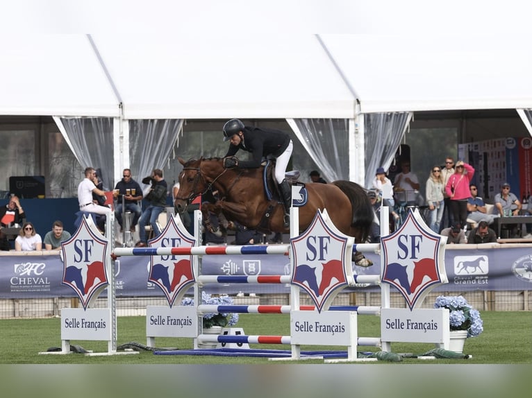 Selle Français Jument 6 Ans 156 cm Alezan brûlé in Saint-Aubin-sur-Gaillon