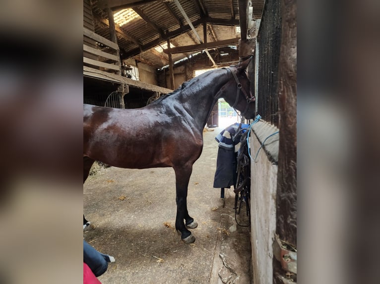 Selle Français Jument 6 Ans 161 cm Bai cerise in L'Isle-Adam