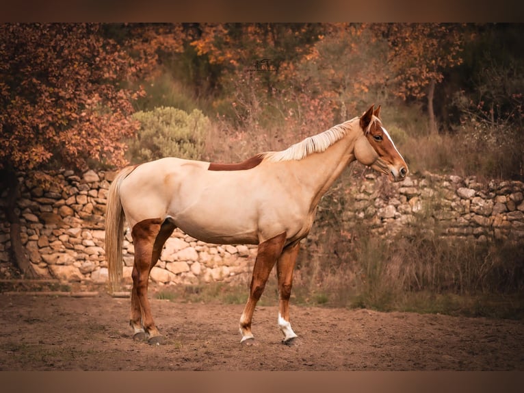 Selle Français Jument 6 Ans 162 cm Alezan in Beaumont de Pertuis