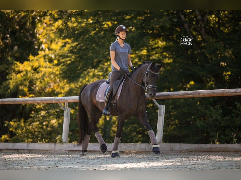 Selle Français Jument 6 Ans 164 cm Bai brun in Savoie