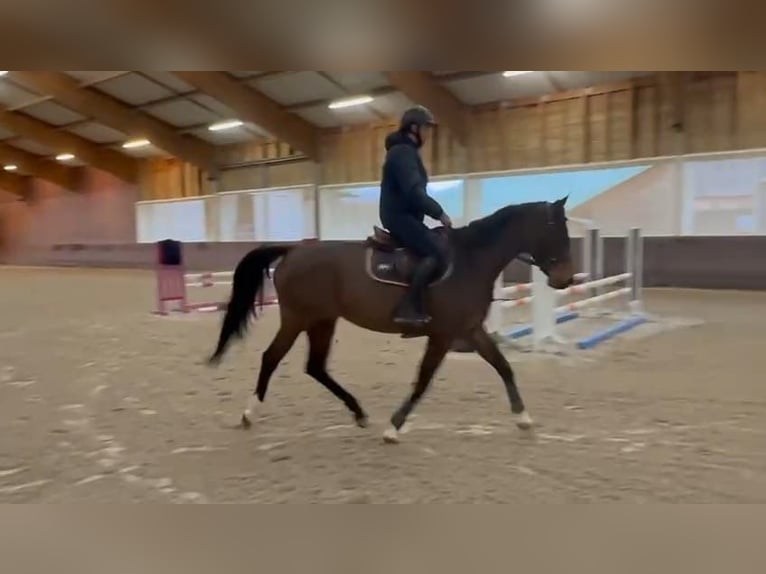 Selle Français Jument 6 Ans 165 cm Bai in Echichens