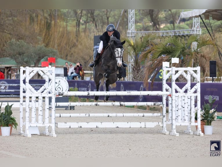 Selle Français Jument 6 Ans 165 cm Gris in chalon sur saone