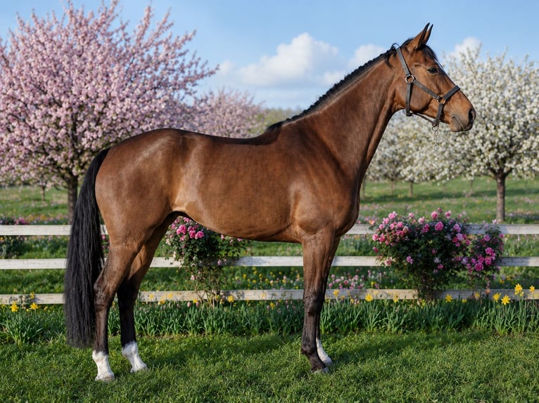 Selle Français Jument 6 Ans 167 cm Bai in Saône et Loire