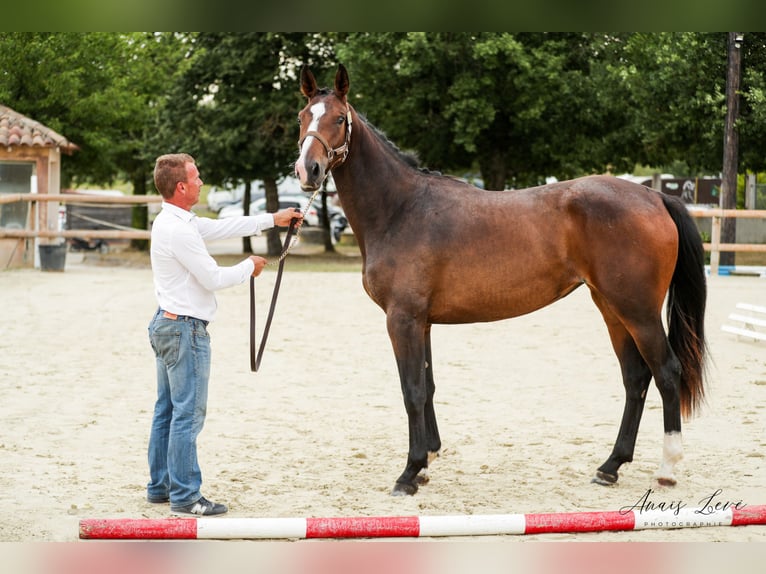 Selle Français Jument 6 Ans 169 cm Bai brun in Bozouls