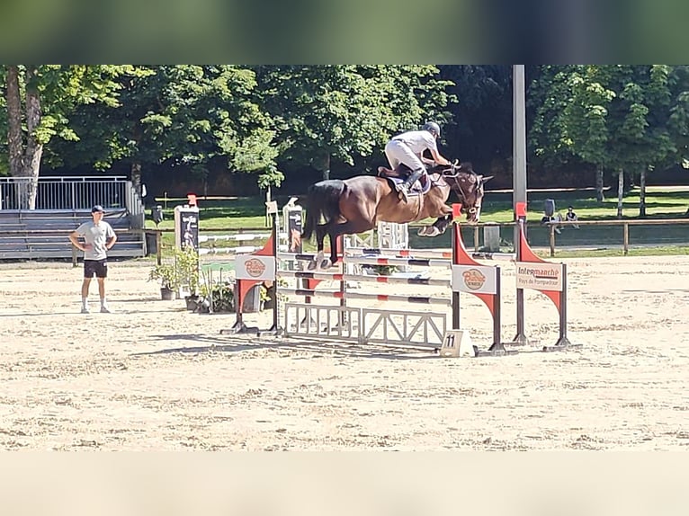 Selle Français Jument 6 Ans 169 cm Bai brun in Bozouls