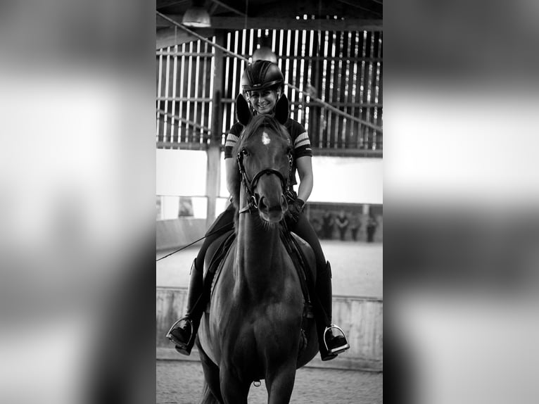 Selle Français Jument 6 Ans 170 cm Alezan in Soual