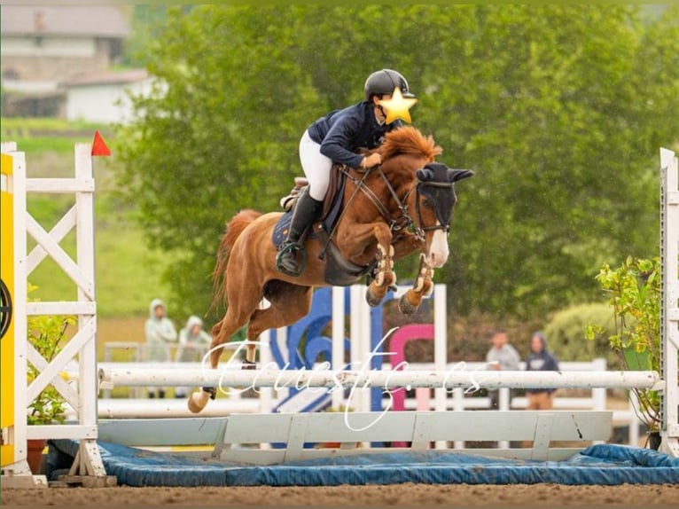 Selle Français Jument 7 Ans 137 cm Alezan in Burgos