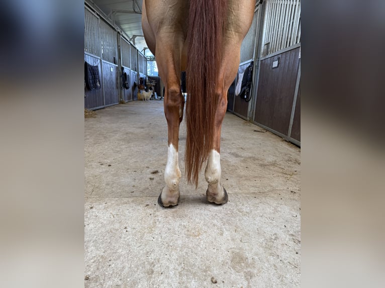 Selle Français Jument 7 Ans 146 cm Alezan in GROTE-BROGEL