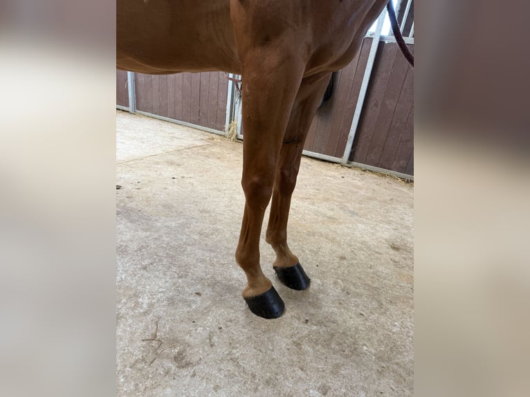 Selle Français Jument 7 Ans 146 cm Alezan in GROTE-BROGEL