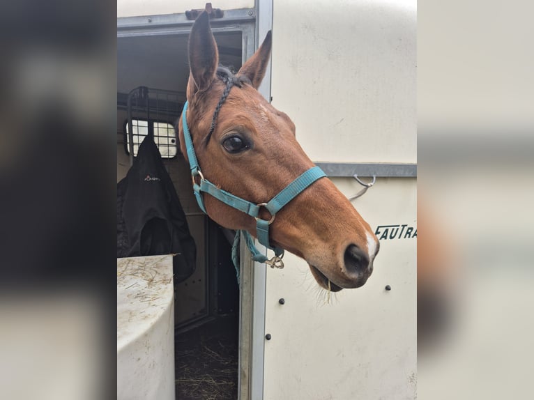 Selle Français Jument 7 Ans 157 cm Bai in Lons-le-Saunier