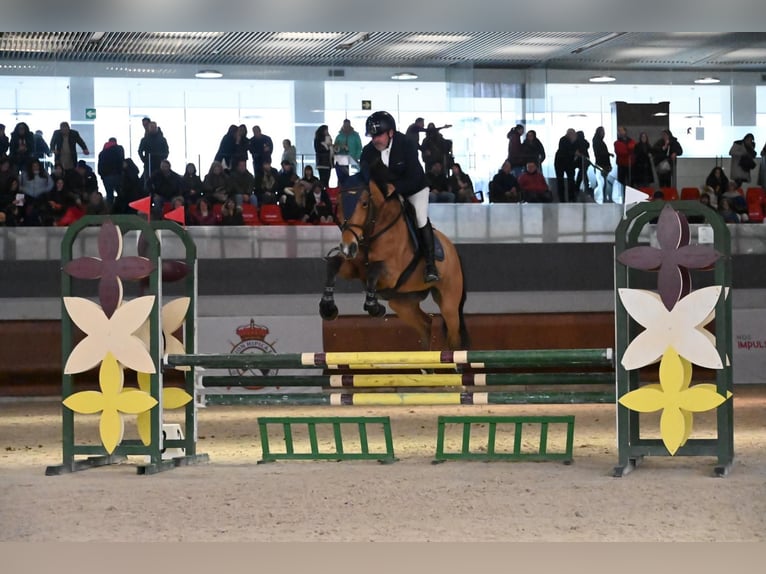 Selle Français Jument 7 Ans 163 cm Buckskin in Brunete