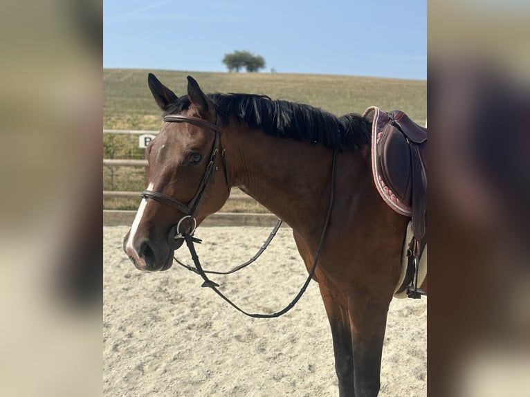 Selle Français Jument 7 Ans 164 cm Bai cerise in Apples