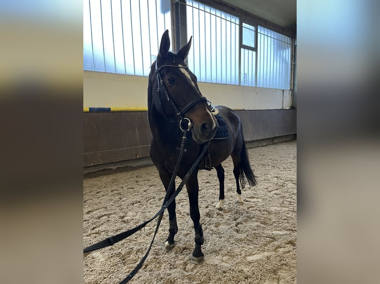 Selle Français Jument 7 Ans 164 cm Bai in Neuried