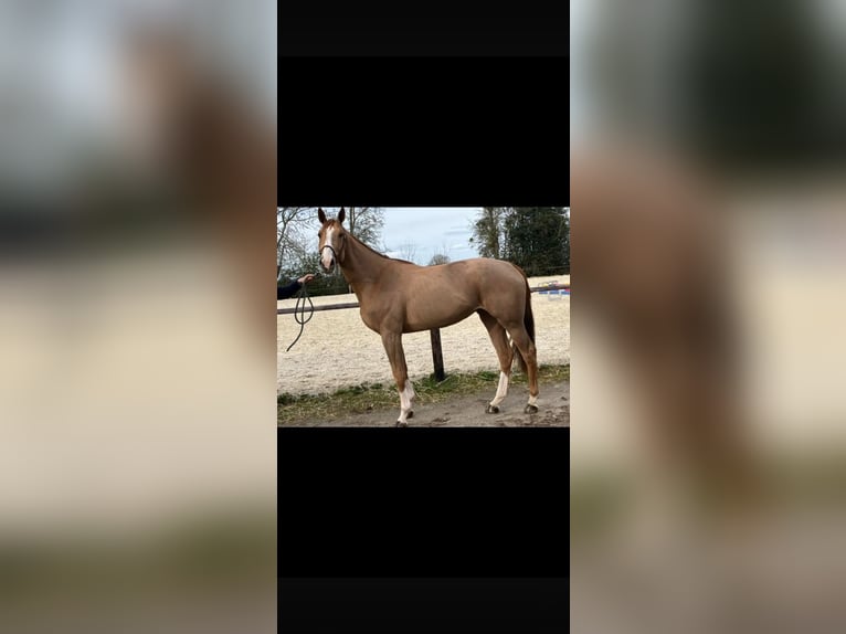Selle Français Jument 7 Ans 165 cm Alezan in Notre dame d estrees