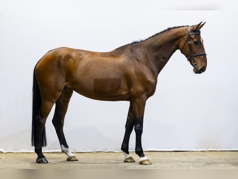 Selle Français Jument 7 Ans 165 cm  in Waddinxveen