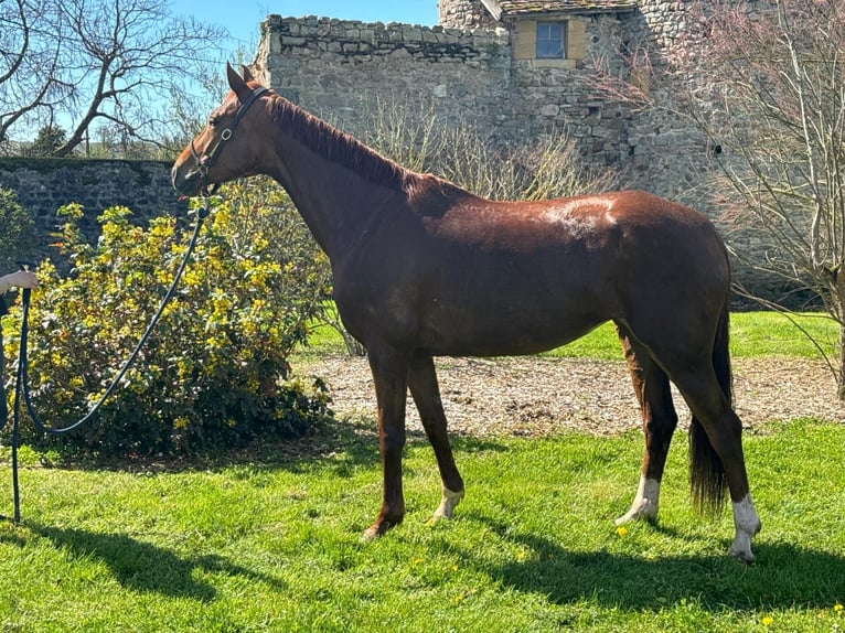 Selle Français Jument 7 Ans 166 cm Alezan in MORNAY