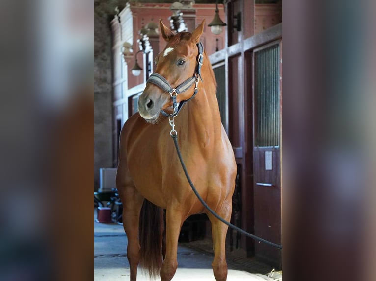 Selle Français Jument 7 Ans 166 cm Alezan in Cluny