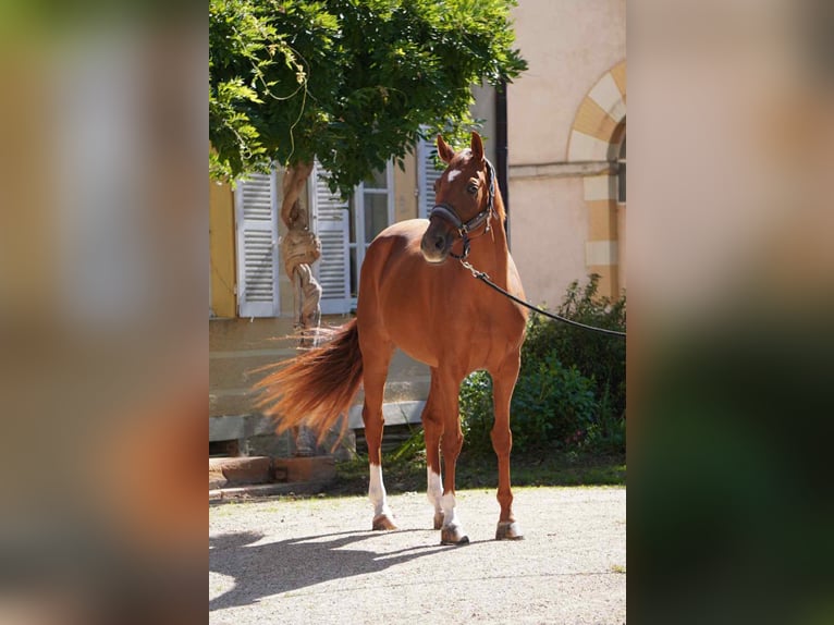 Selle Français Jument 7 Ans 166 cm Alezan in Cluny