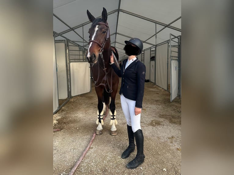 Selle Français Jument 7 Ans 169 cm Bai in Montpellier