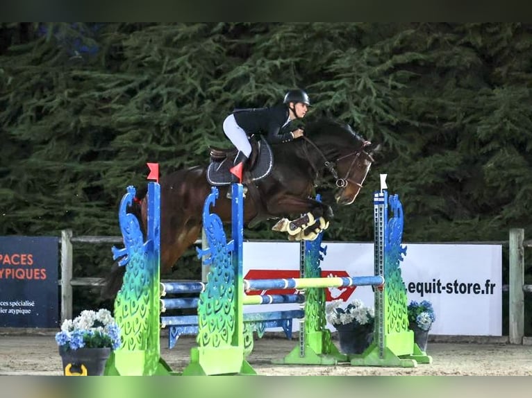 Selle Français Jument 7 Ans 169 cm Bai in Montpellier